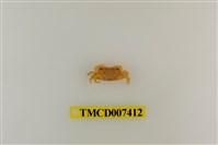 藏品(小厚紋蟹)的圖片